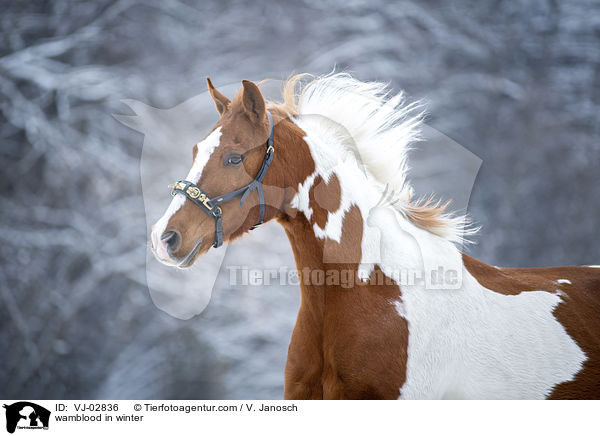 Warmblut im Schnee / wamblood in winter / VJ-02836