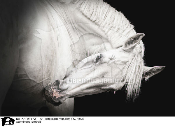 Warmblut Portraut / warmblood portrait / KFI-01672