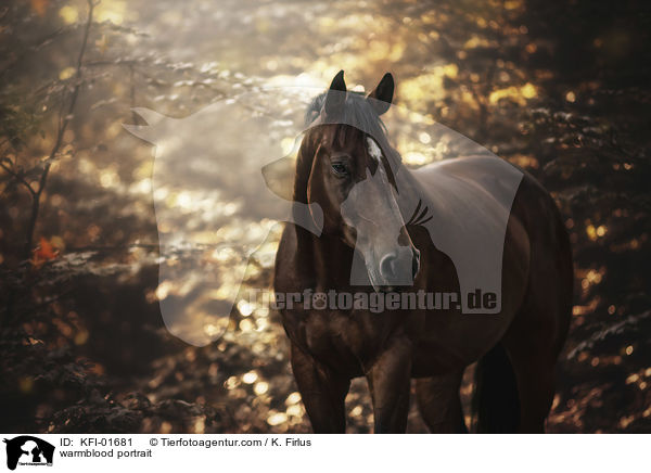 Warmblut Portrait / warmblood portrait / KFI-01681