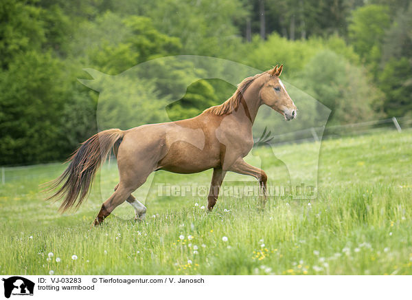 trotting warmbood / VJ-03283