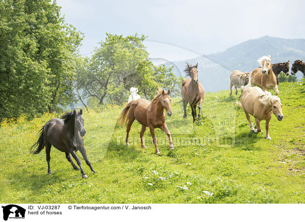 Pferdeherde / herd of horses / VJ-03287