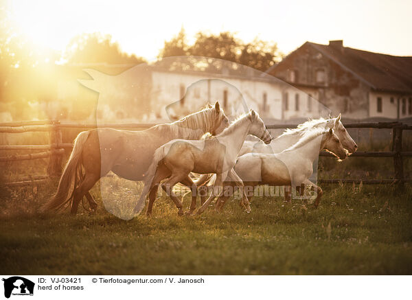 Pferdeherde / herd of horses / VJ-03421