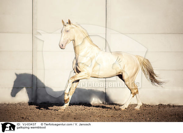 galoppierendes Warmblut / galloping warmblood / VJ-03437