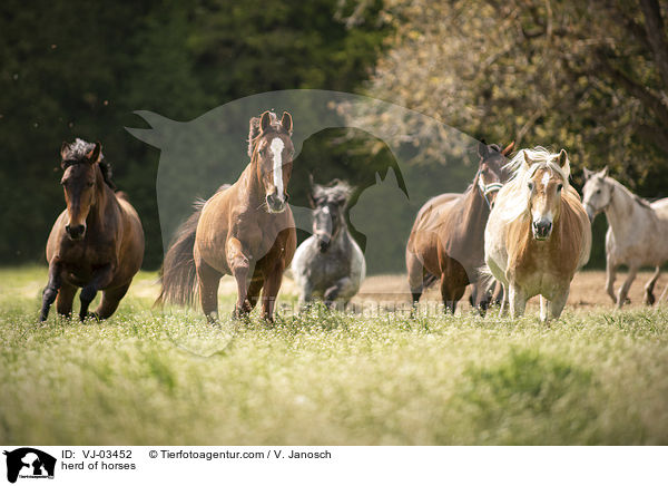 Pferdeherde / herd of horses / VJ-03452
