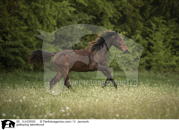 galoppierendes Warmblut / galloping warmbood / VJ-03520