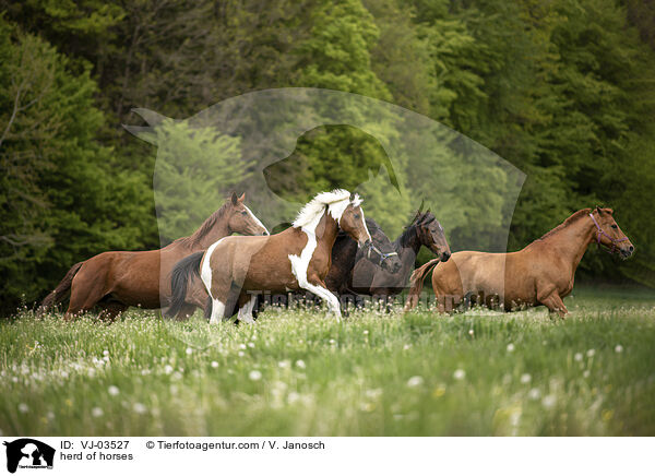 Pferdeherde / herd of horses / VJ-03527