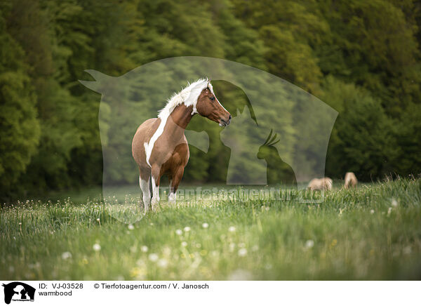 Warmblut / warmbood / VJ-03528