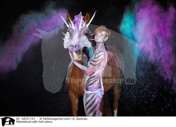 Warmblut mit Holi Farbe / Warmblood with holi colour / AZ-01131