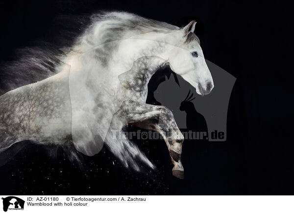 Warmblood with holi colour / AZ-01180