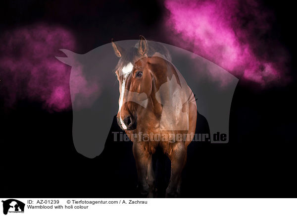 Warmblut mit Holi Farbe / Warmblood with holi colour / AZ-01239