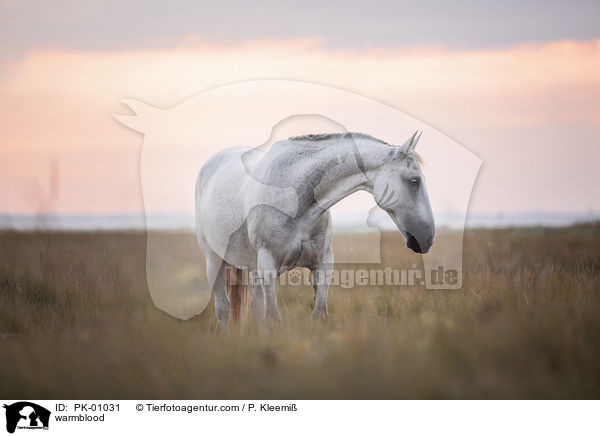 Warmblut / warmblood / PK-01031