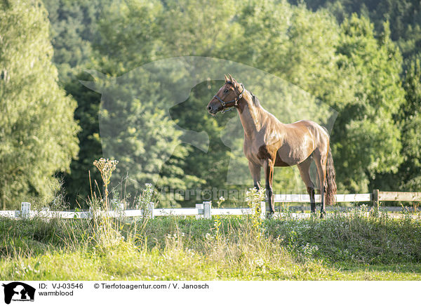 Warmblut / warmblood / VJ-03546
