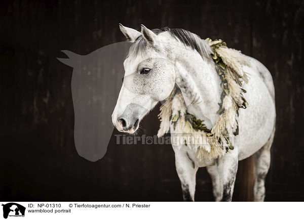 Warmblut Portrait / warmblood portrait / NP-01310