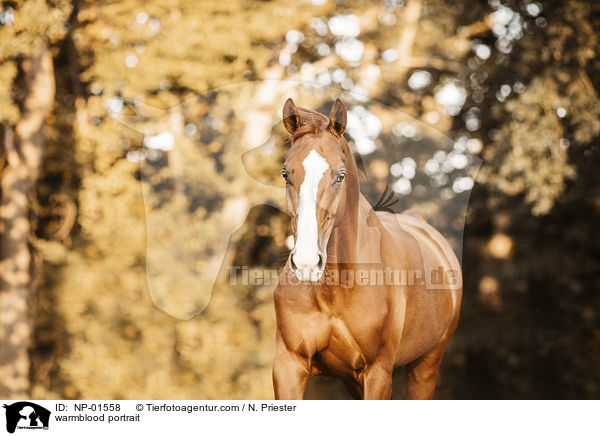 Warmblut Portrait / warmblood portrait / NP-01558