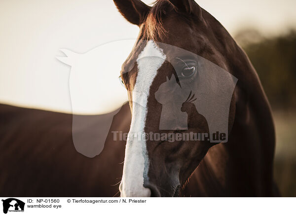 Warmblut Auge / warmblood eye / NP-01560