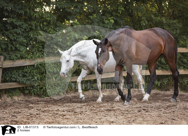2 Pferde / 2 horses / LIB-01313