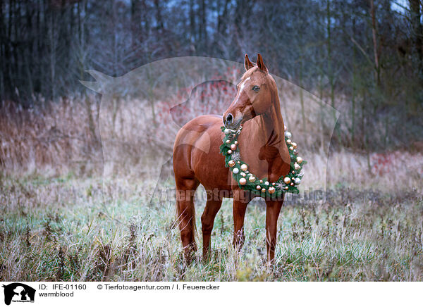 Warmblut / warmblood / IFE-01160