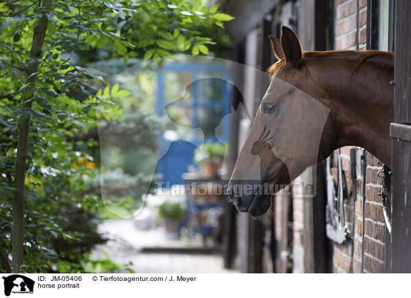 Pferd Portrait / horse portrait / JM-05406