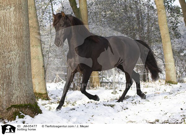 trotting horse / JM-05477