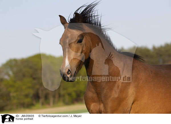 horse portrait / JM-05605