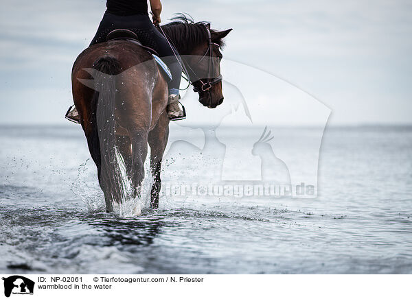 Warmblut im Wasser / warmblood in the water / NP-02061