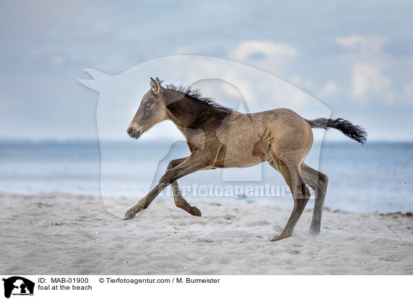 Fohlen am Strand / foal at the beach / MAB-01900