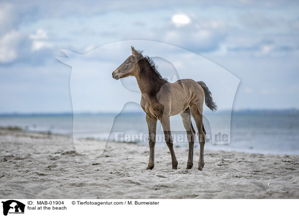 Fohlen am Strand / foal at the beach / MAB-01904