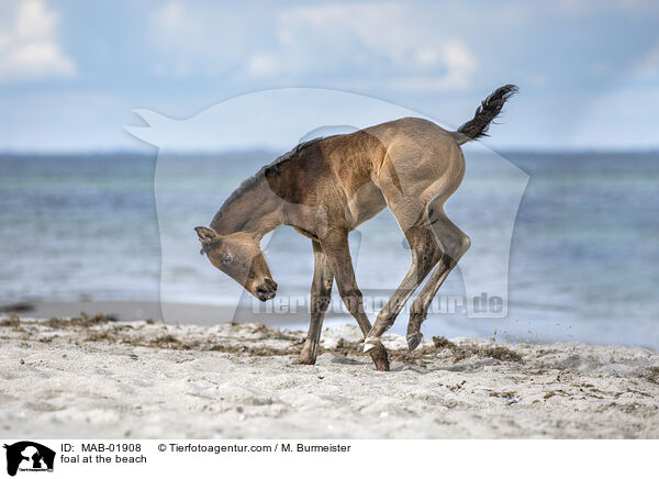 Fohlen am Strand / foal at the beach / MAB-01908