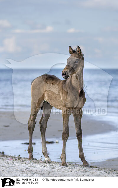 foal at the beach / MAB-01933