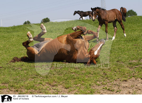Pferdeherde / herd of horses / JM-08218