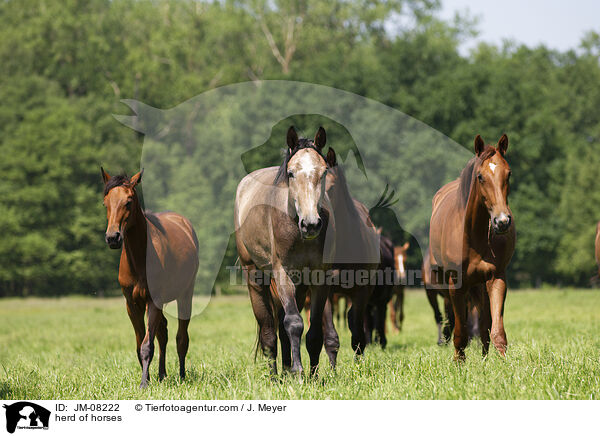herd of horses / JM-08222