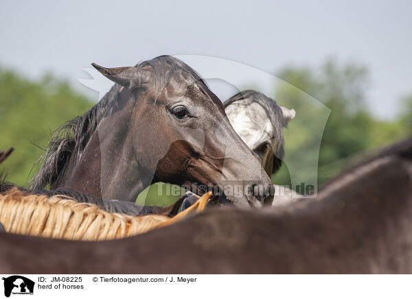 Pferdeherde / herd of horses / JM-08225