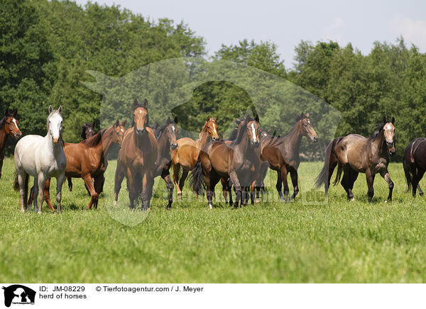 herd of horses / JM-08229