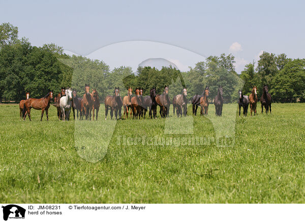 herd of horses / JM-08231
