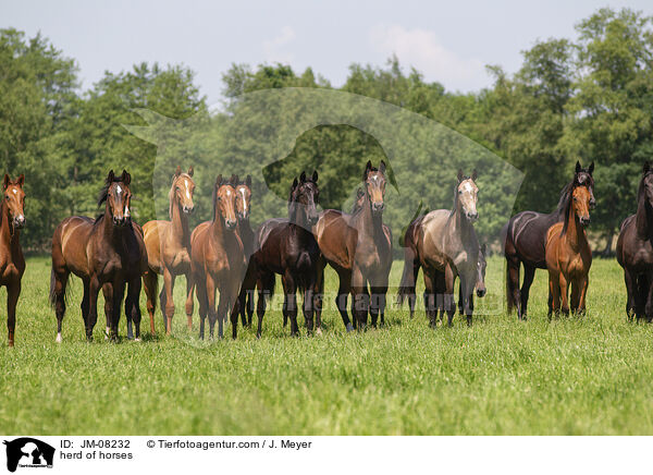 herd of horses / JM-08232