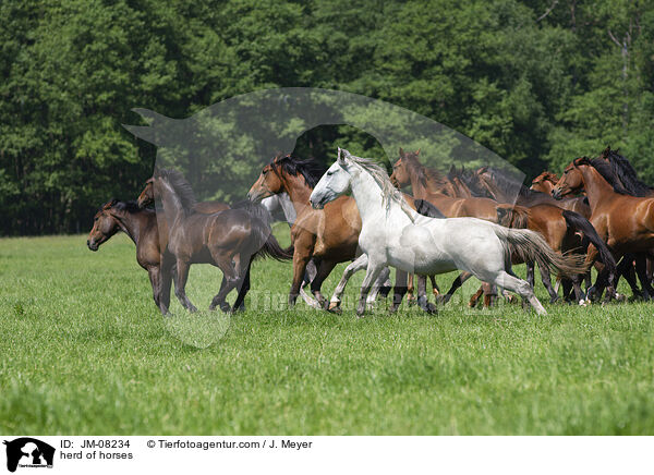 Pferdeherde / herd of horses / JM-08234