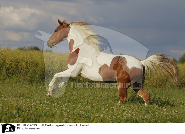 Pinto im Sommer / Pinto in summer / HL-02033