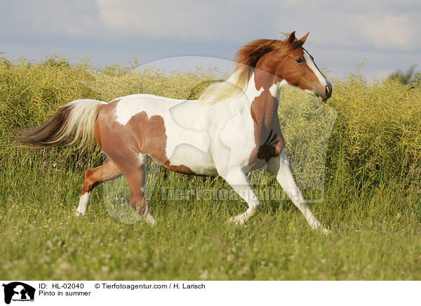 Pinto im Sommer / Pinto in summer / HL-02040