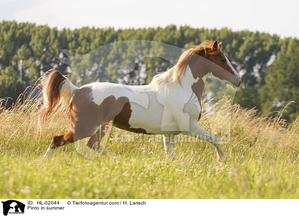 Pinto in summer / HL-02044