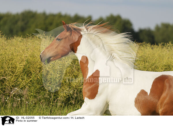 Pinto in summer / HL-02055