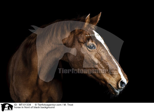 Warmblut vor schwarzem Hintergrund / horse in front of black background / MT-01338
