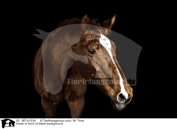 Warmblut vor schwarzem Hintergrund / horse in front of black background / MT-01339