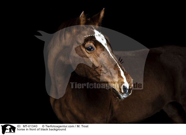 Warmblut vor schwarzem Hintergrund / horse in front of black background / MT-01340