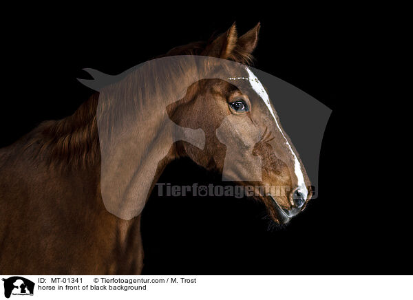 Warmblut vor schwarzem Hintergrund / horse in front of black background / MT-01341