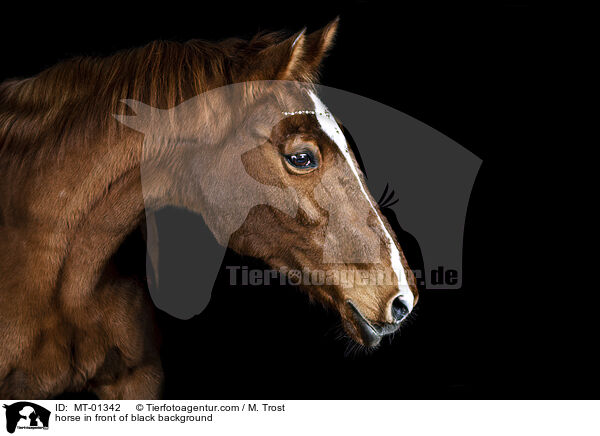 Warmblut vor schwarzem Hintergrund / horse in front of black background / MT-01342