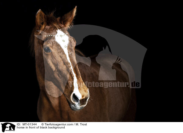 Warmblut vor schwarzem Hintergrund / horse in front of black background / MT-01344