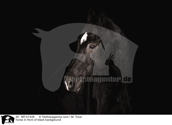 Warmblut vor schwarzem Hintergrund / horse in front of black background / MT-01426