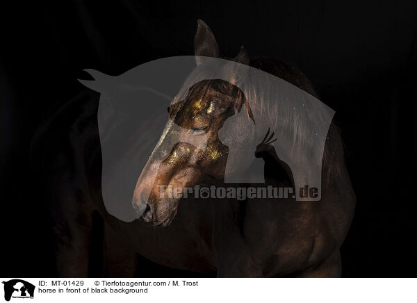 Warmblut vor schwarzem Hintergrund / horse in front of black background / MT-01429