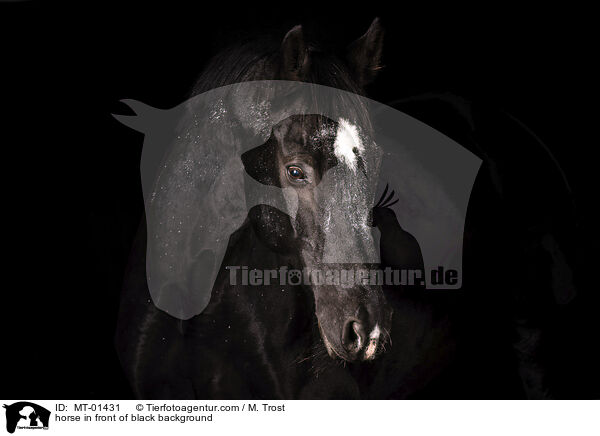 Warmblut vor schwarzem Hintergrund / horse in front of black background / MT-01431