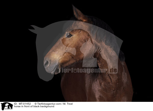 horse in front of black background / MT-01452